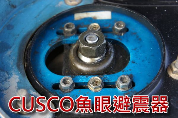 硬皮鯊 照片10